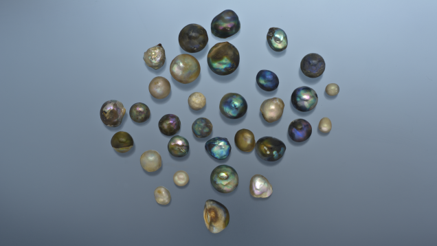 Abalone Pearls Rare Iridescent Treasures of the Sea Gandhara Gems