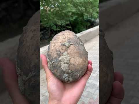 Huge Pyrite Crystals on Lemonite