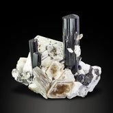 Mysterious Lustrous Schorl Black Tourmaline Crystals on Albite with Muscovite from Pakistan