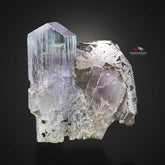 Gorgeous Bicolor Kunzite Nicely Positioned On Smoky Quartz