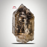 Lovely Smoky Scepter Quartz With Vibrant Color