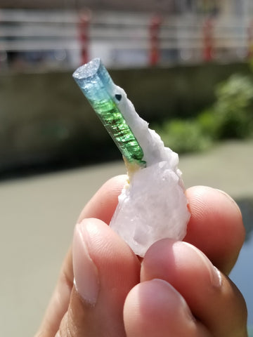 Bicolor Tourmaline Crystal on matrix Quartz