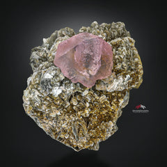 Aesthetic And Attractive Focal Crystal Of Pink Fluorite On Muscovite