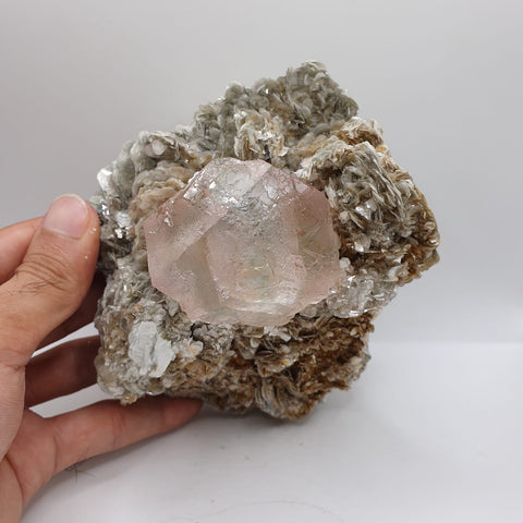 Aesthetic And Attractive Focal Crystal Of Pink Fluorite On Muscovite