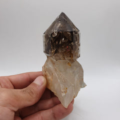 Gorgeous Scepter Smoky Quartz