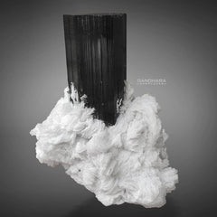 Lustrous Schorl Crystal on Milky White Cleavelandite