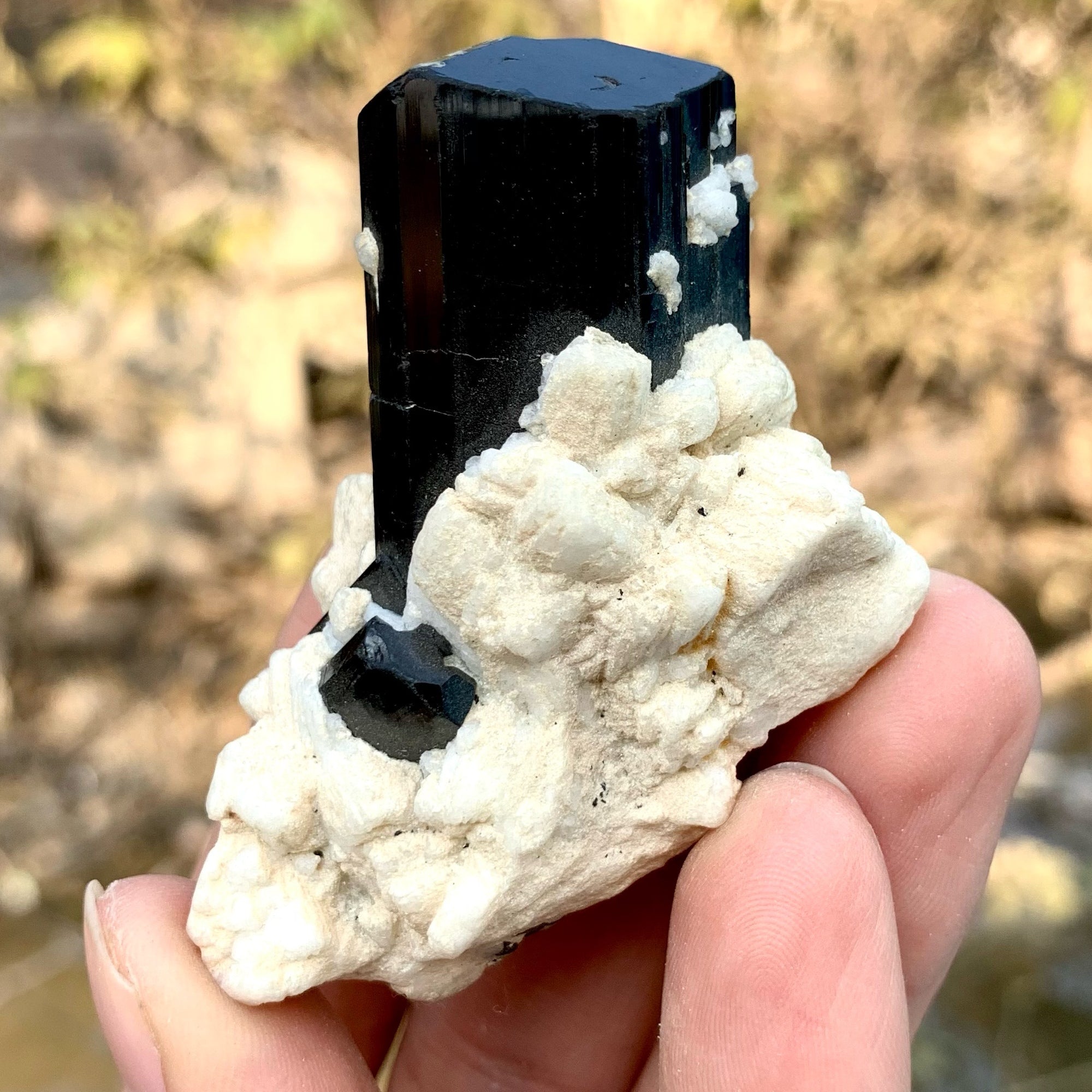 Lustrous Schorl Black Tourmaline Crystal With White Albite Matrix
