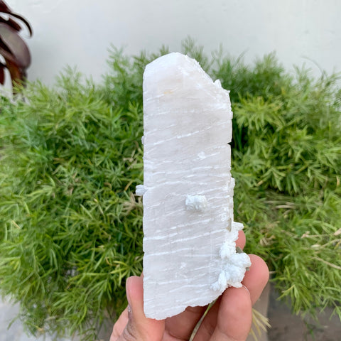 Milky White Elongated Microcline Feldspar With Cleavelandite