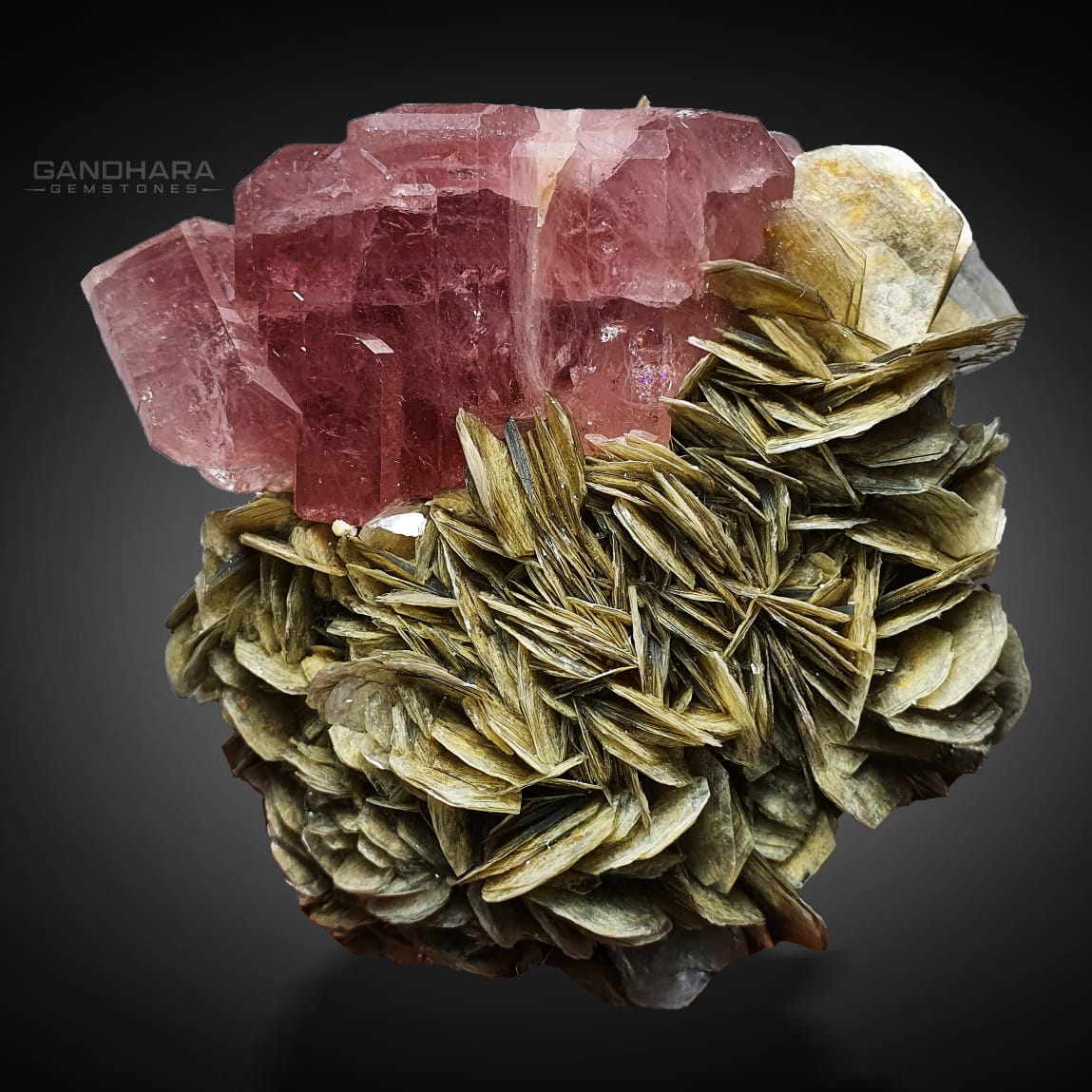 Pink Apatite Crystals Cluster on Muscovite Rose