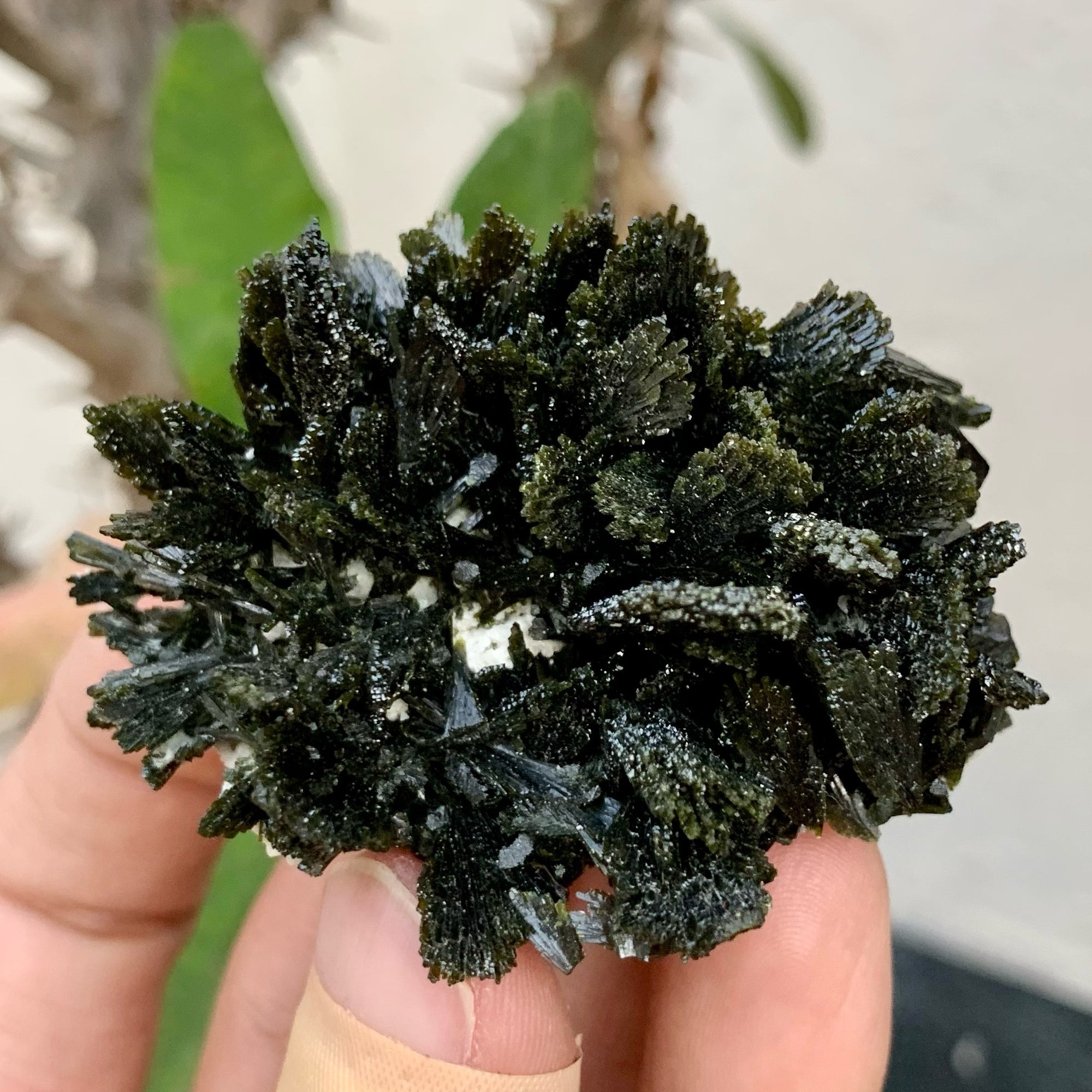 Robust Cluster Of Epidote Crystals Shooting Out Of Matrix