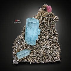 Spectacular Museum Grade Aquamarine And Apatite On Muscovite