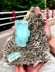 Spectacular Museum Grade Aquamarine And Apatite On Muscovite